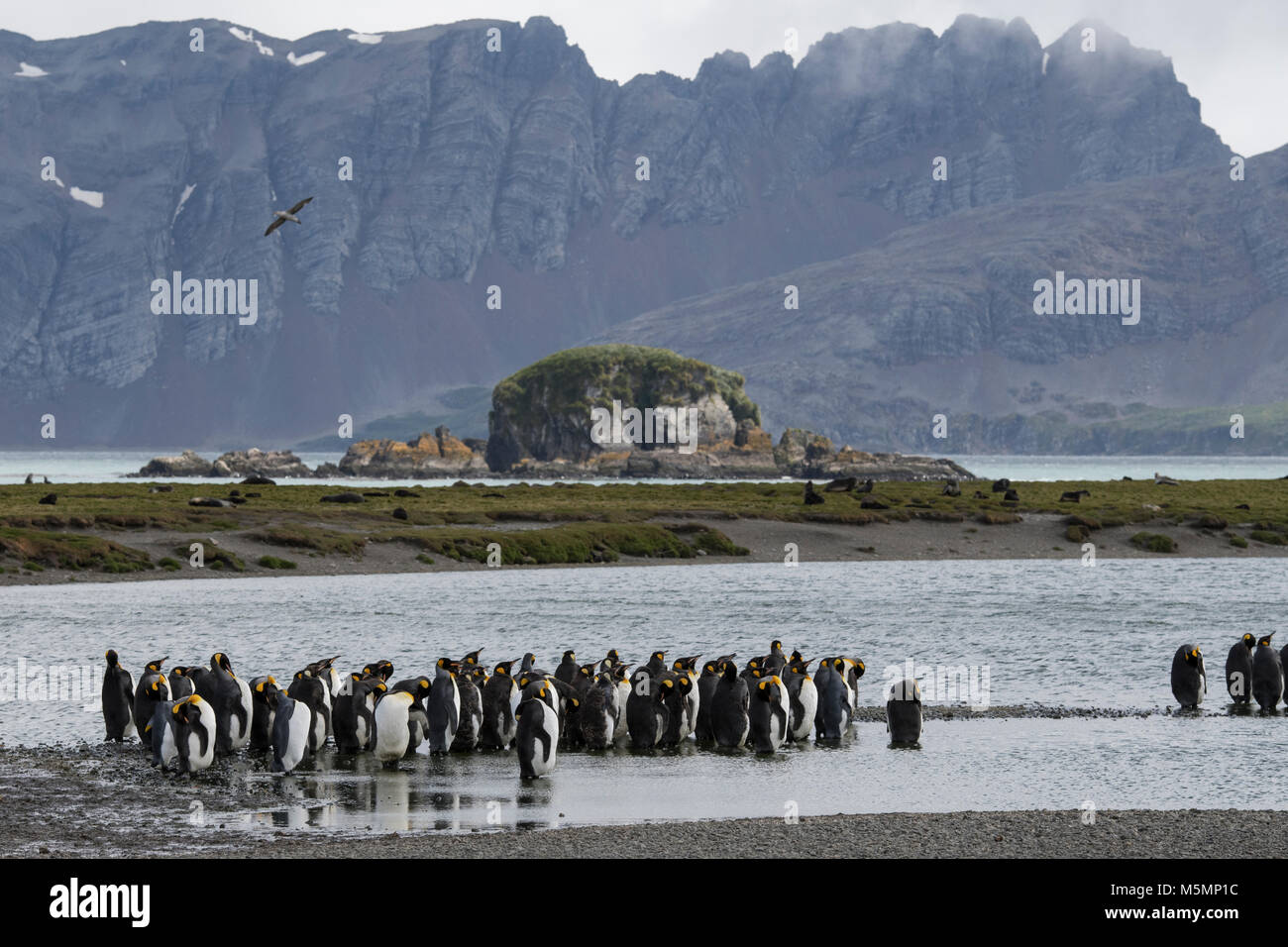 South Georgia, Salisbury Plain. King penguins in typical tussock grass habitat (Wild: Aptenodytes patagonicus) Stock Photo