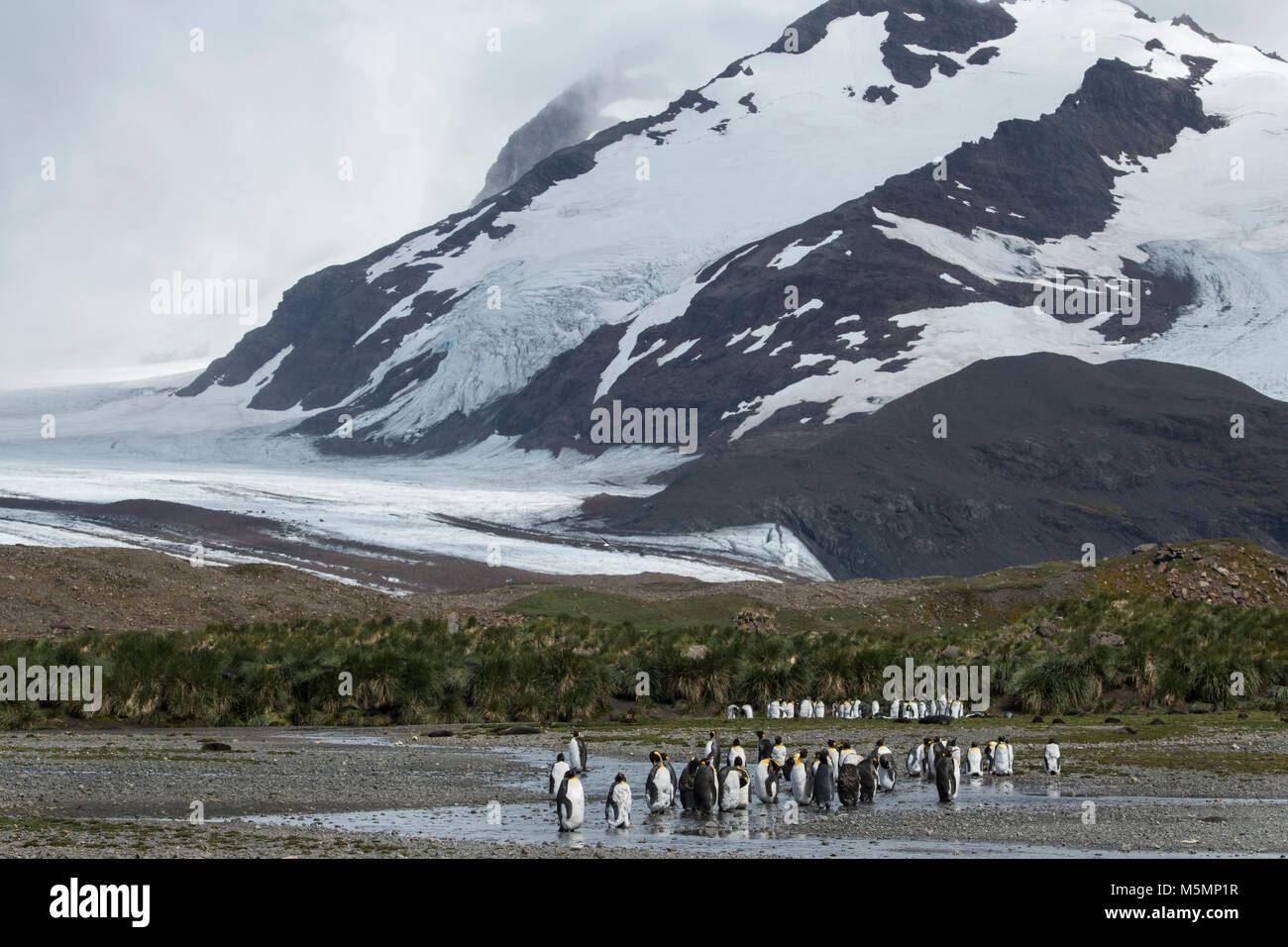 South Georgia, Salisbury Plain. King penguins and fur seals in typical tussock grass habitat. Stock Photo