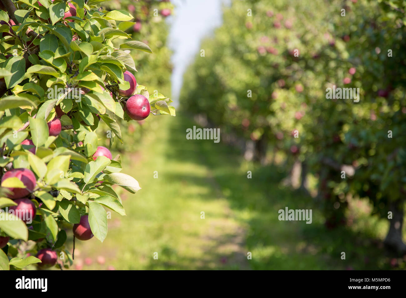 Apple orchard in summer with selective focus on one piece of fruit with boken background. In the countryside of Quebec Province, Canada. Stock Photo
