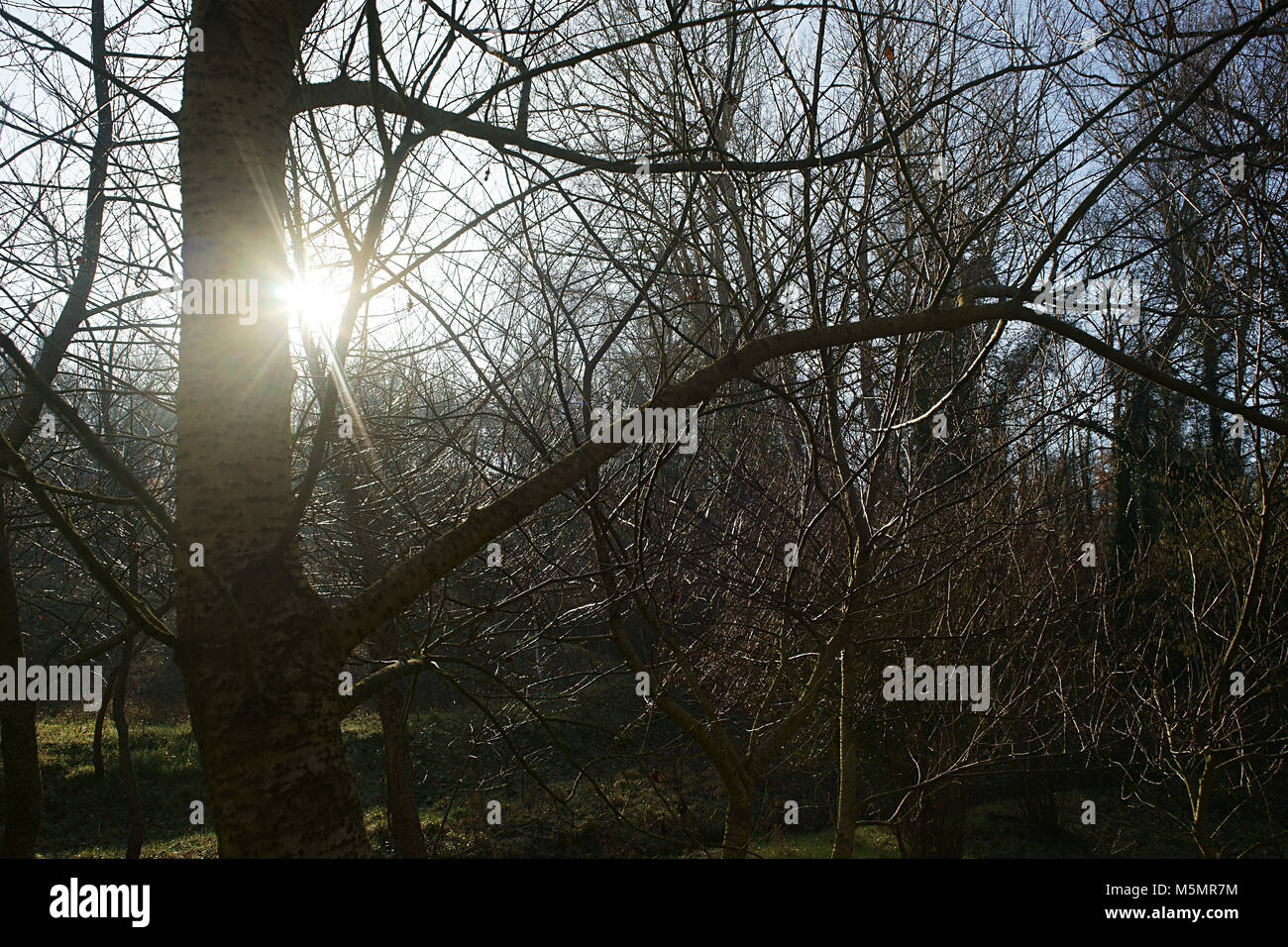 Tangle of branches in a forest - tuscany, italy Stock Photo