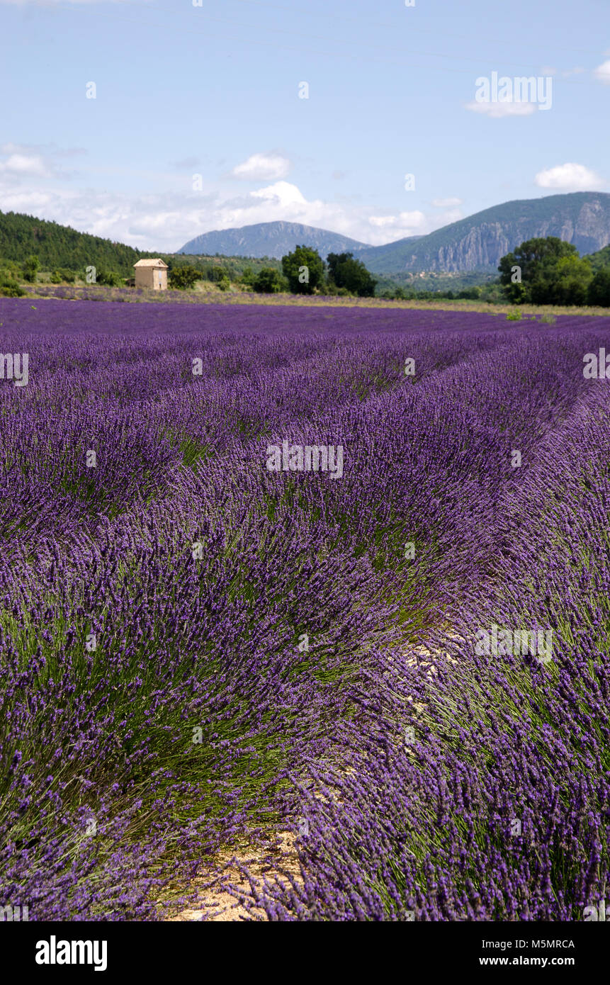 Lavendel auf dem Plateau de Valensole, Provence, Frankreich, Europa Stock Photo