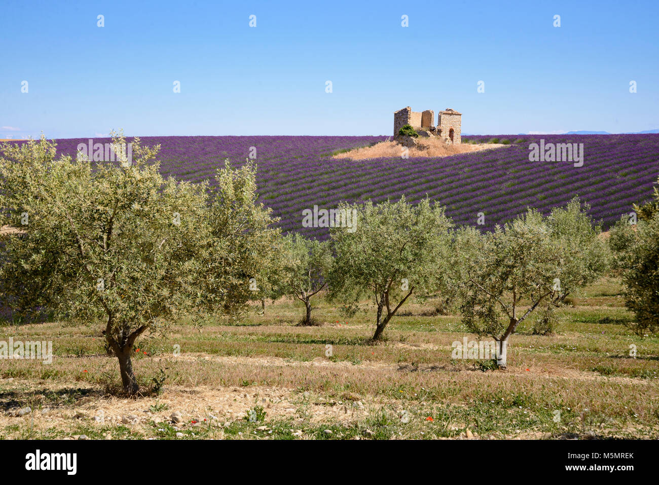 Lavendelfeld auf dem Plateau de Valensole, Provence, Frankreich Stock Photo