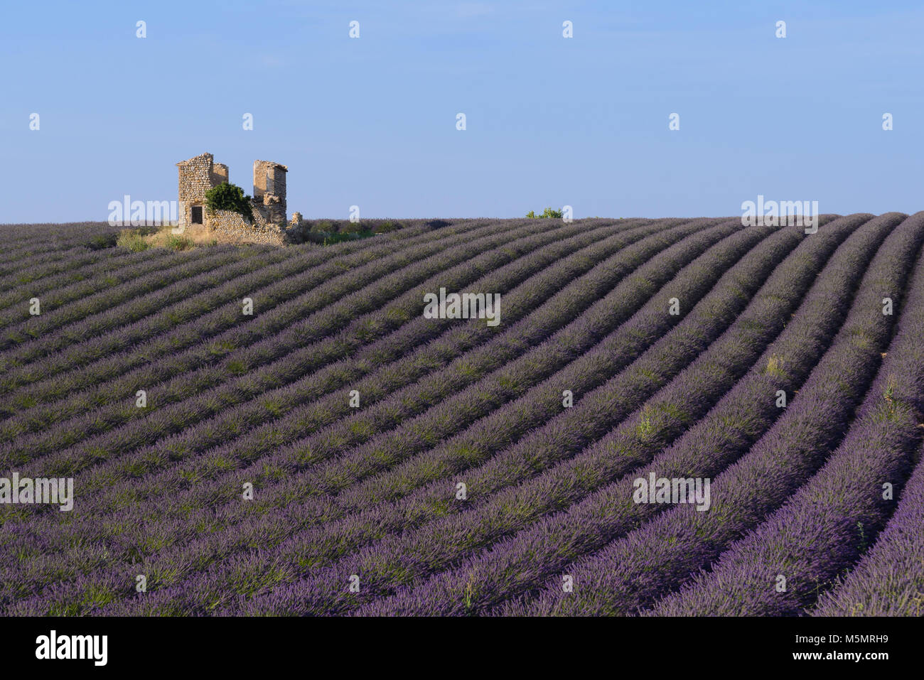 Lavendel auf dem Plateau de Valensole, Provence, Frankreich, Europa Stock Photo