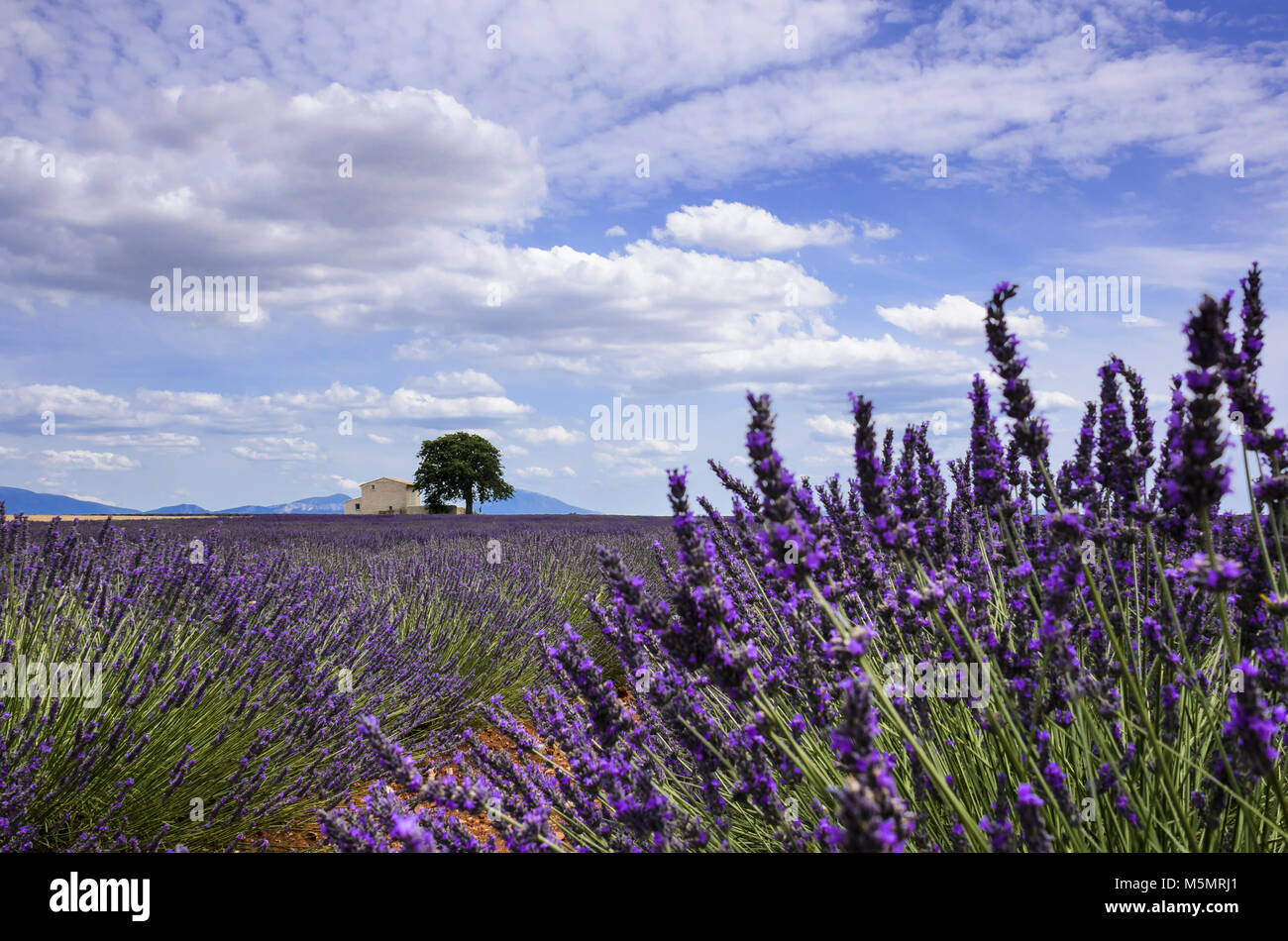 Lavendel auf dem Plateau de Valensole, Provence, Frankreich, Europa Stock Photo