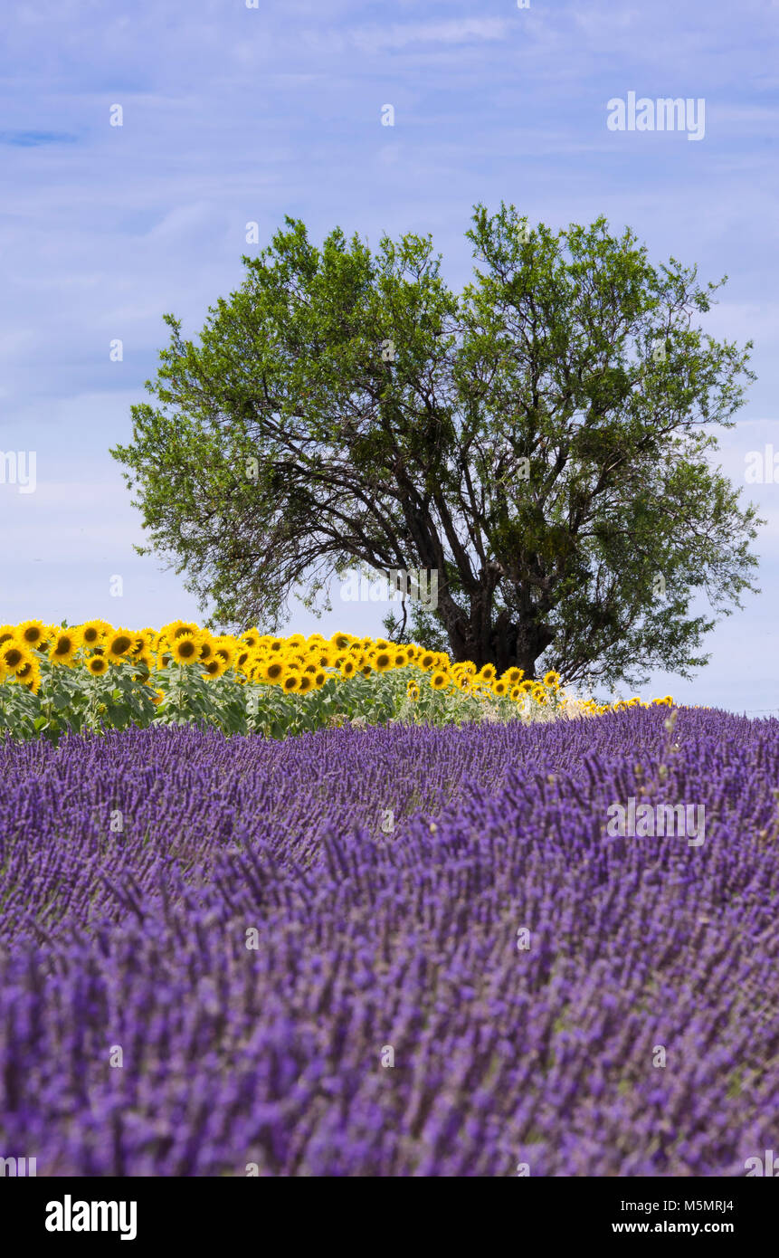 Lavendel auf dem Plateau de Valensole, Provence, Frankreich, Europa Stock Photo