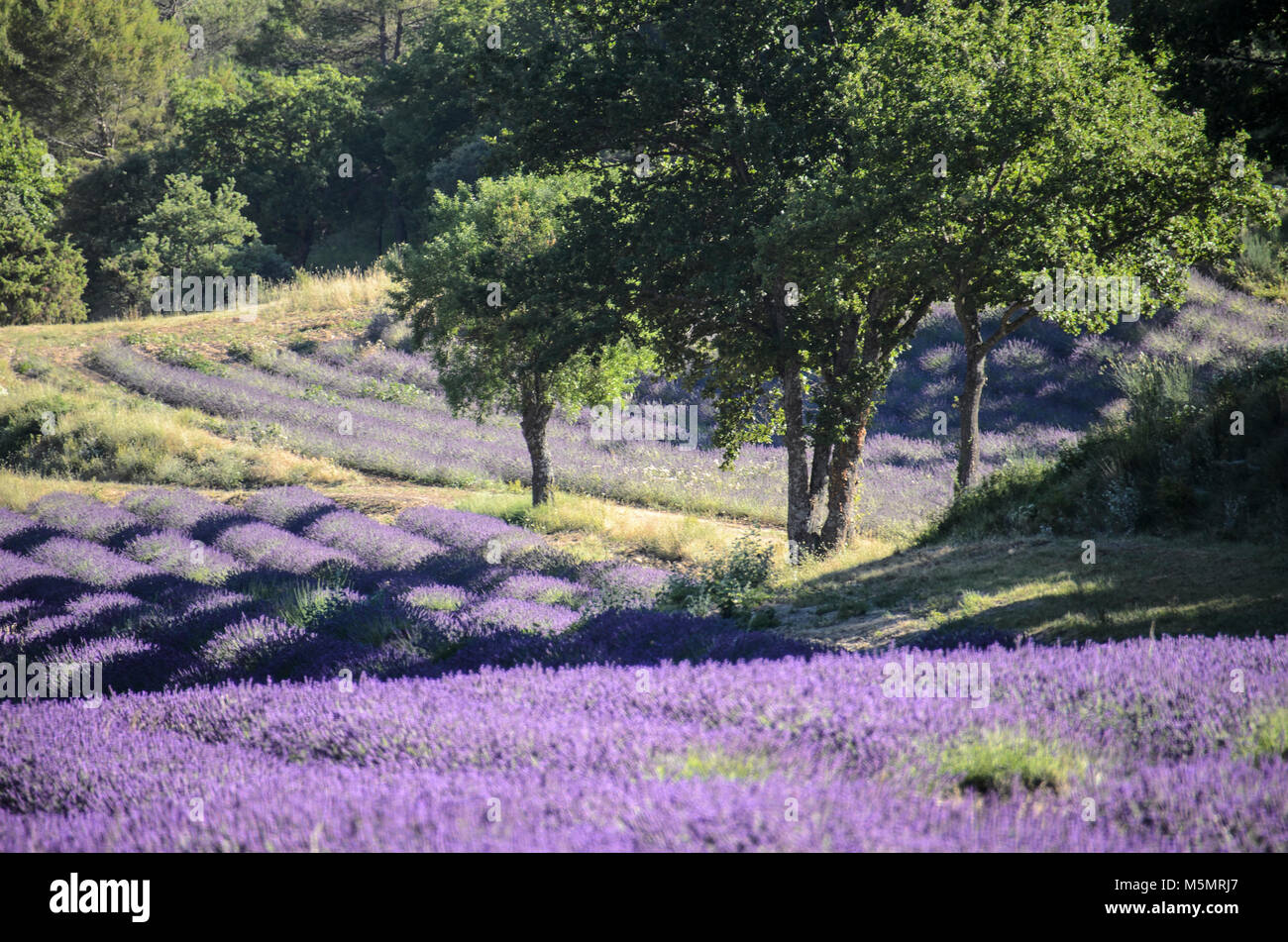 Abbaye de Sénanque, Provence-Alpes-Côte d'Azur, Frankreich Stock Photo