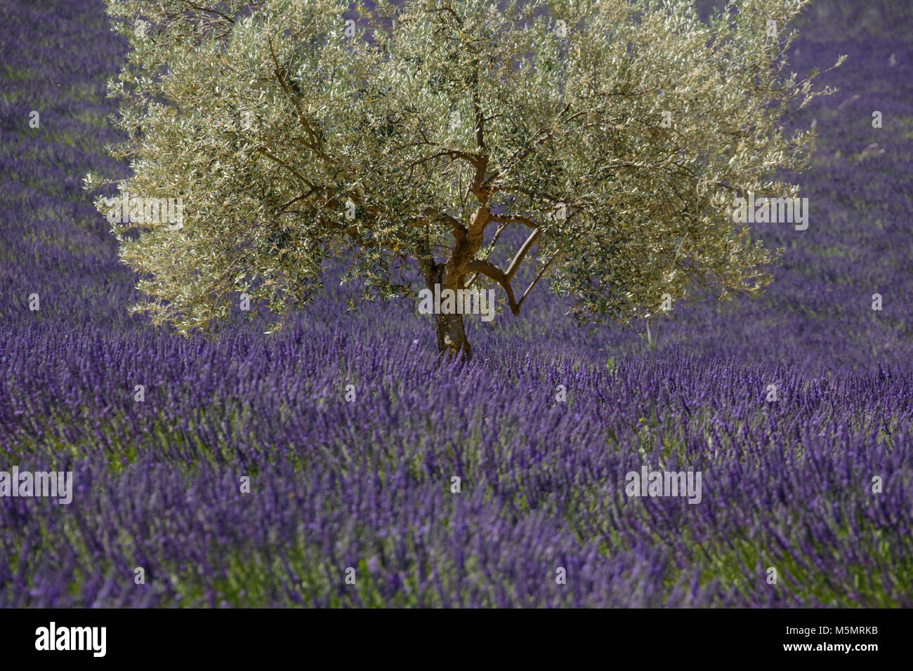 Lavendelfeld auf dem Plateau de Valensole, Provence, Frankreich Stock Photo