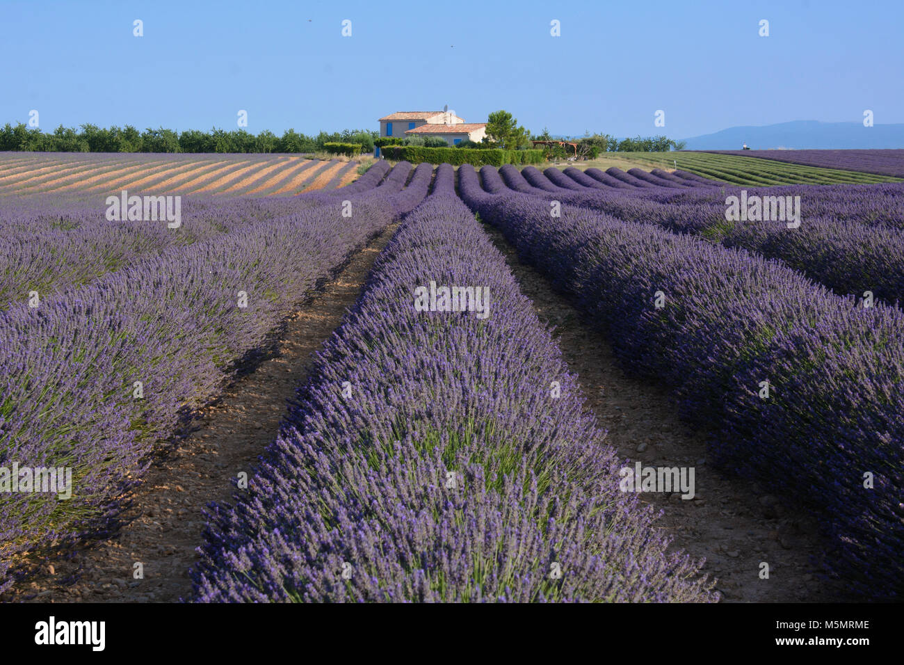 Lavendel auf dem Plateau de Valensole, Provence, Frankreich, Europa Stock Photo