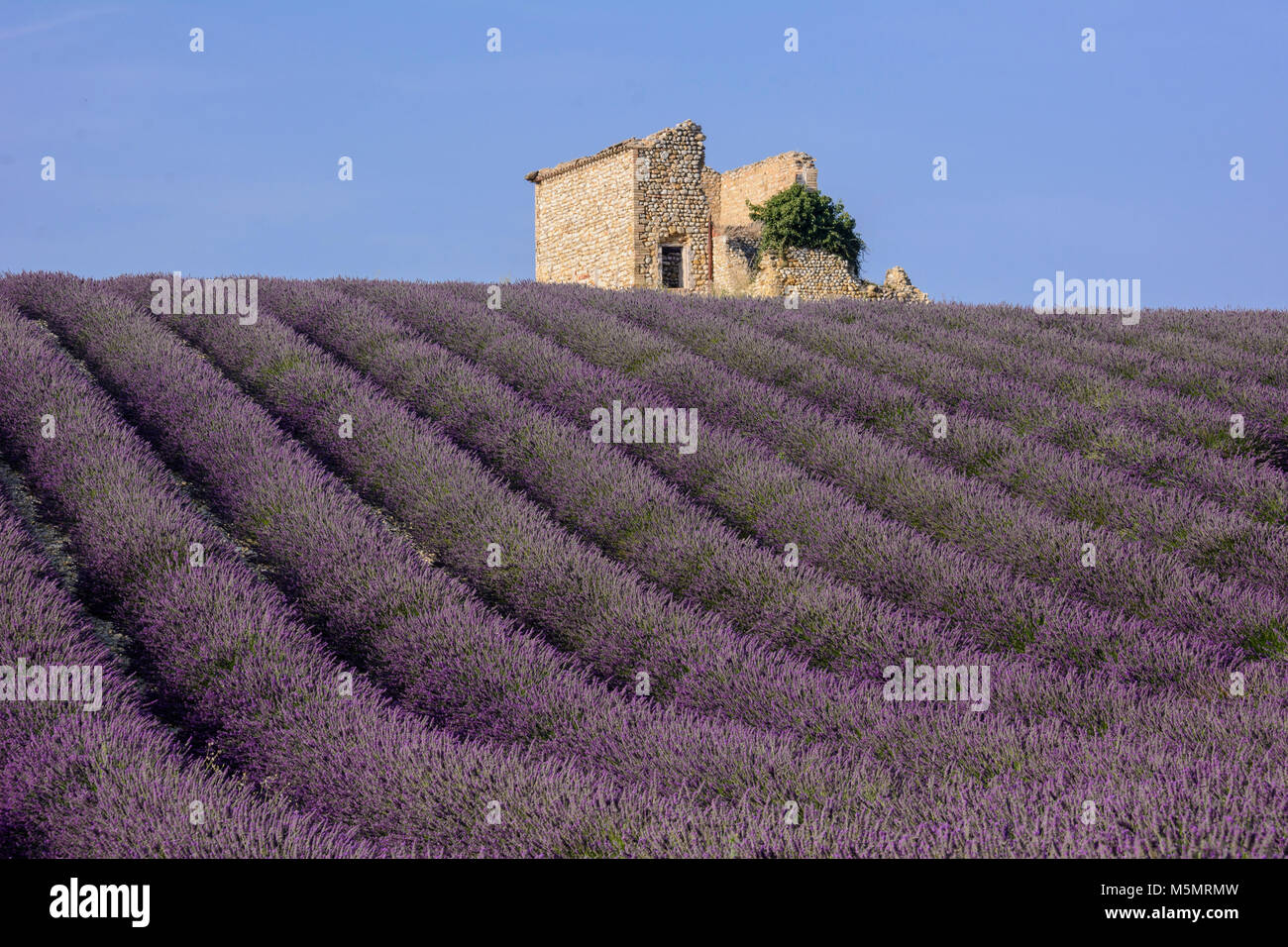 Lavendel auf dem Plateau de Valensole, Provence, Frankreich, Europa Stock Photo