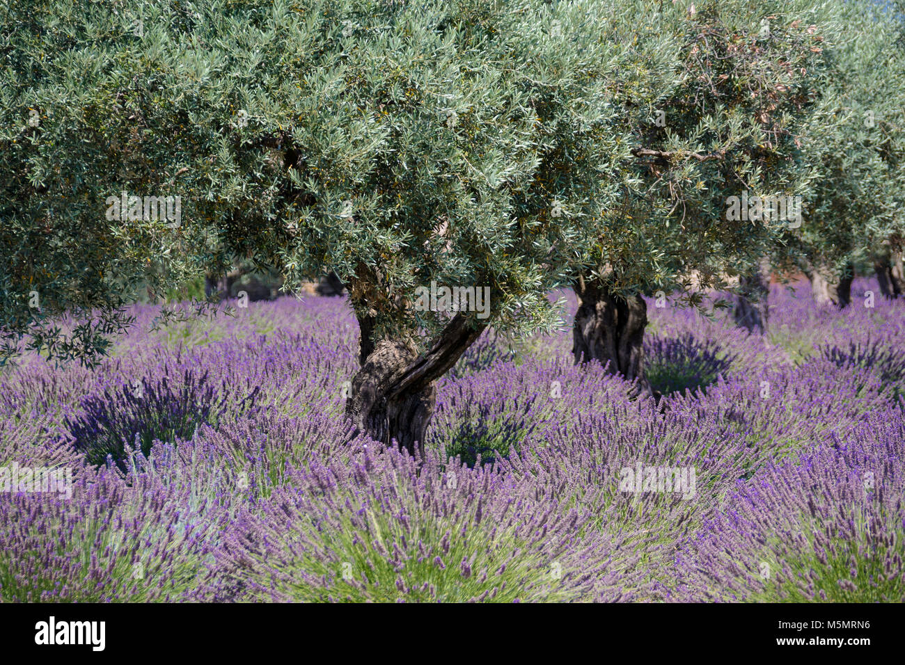 Oliven und Lavendel bei Coustellet, Provence-Alpes-Côte d'Azur, Frankreich Stock Photo