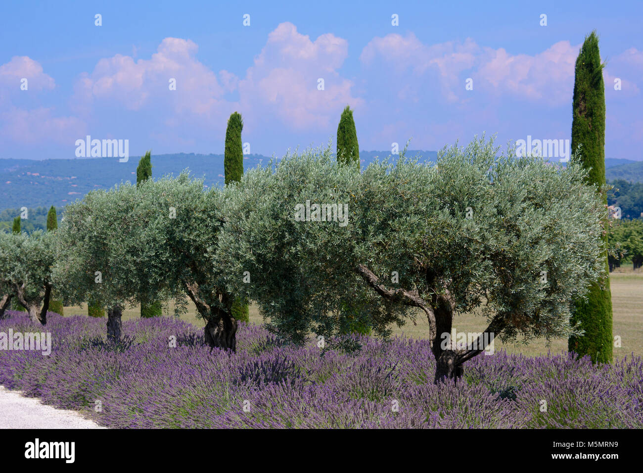 Oliven und Lavendel bei Coustellet, Provence-Alpes-Côte d'Azur, Frankreich Stock Photo