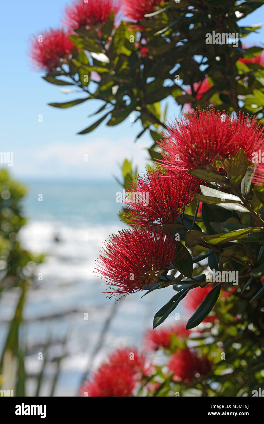Flowers of New Zealand pohutakawa, Metrosideros excelsa, frame a beach scene on the West Coast, South Island, New Zealand. Stock Photo
