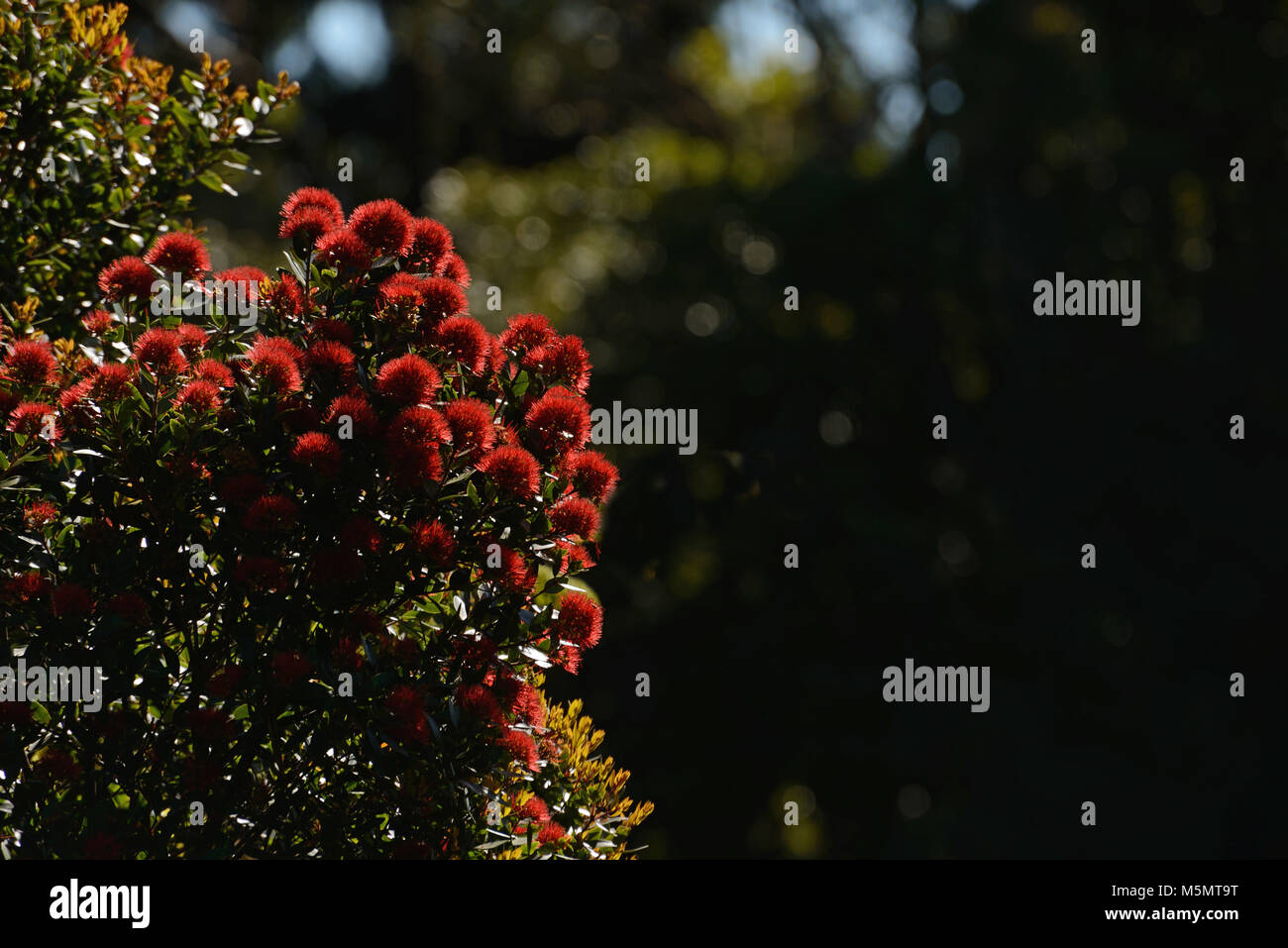 Flowers of New Zealand Northern Rata brighten the native bush on the West Coast, New Zealand. Stock Photo
