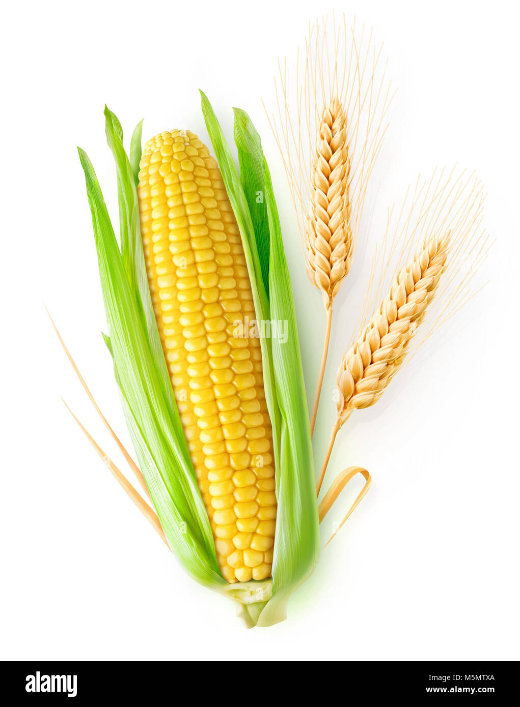 Isolated cereals. One ear of corn and two ears of wheat with leaves isolated on white background with clipping path Stock Photo