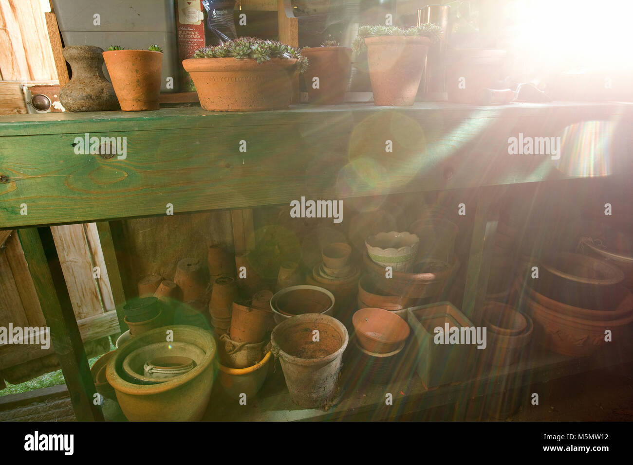 Sunlight coming through interior garden shed window. terracotta plant pots and plants Stock Photo
