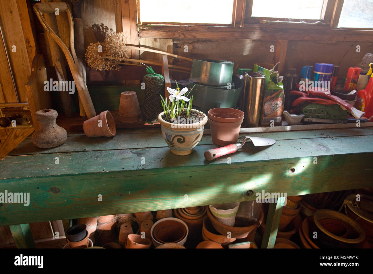 Plant pot with crocus in interior of garden shed Stock Photo