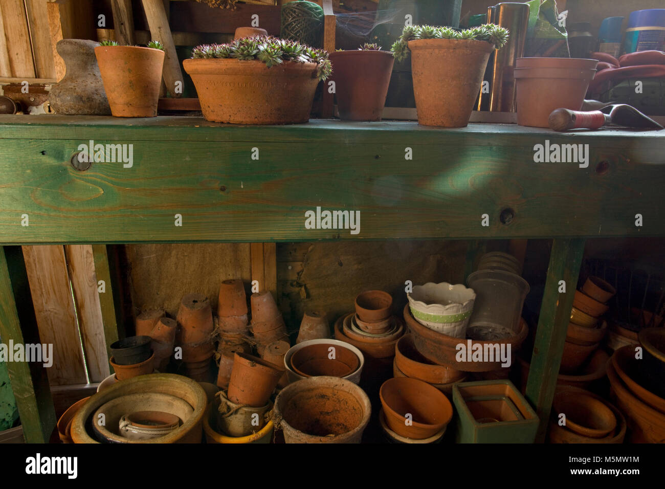 Interior of garden shed with terracotta plant pots and plants Stock Photo