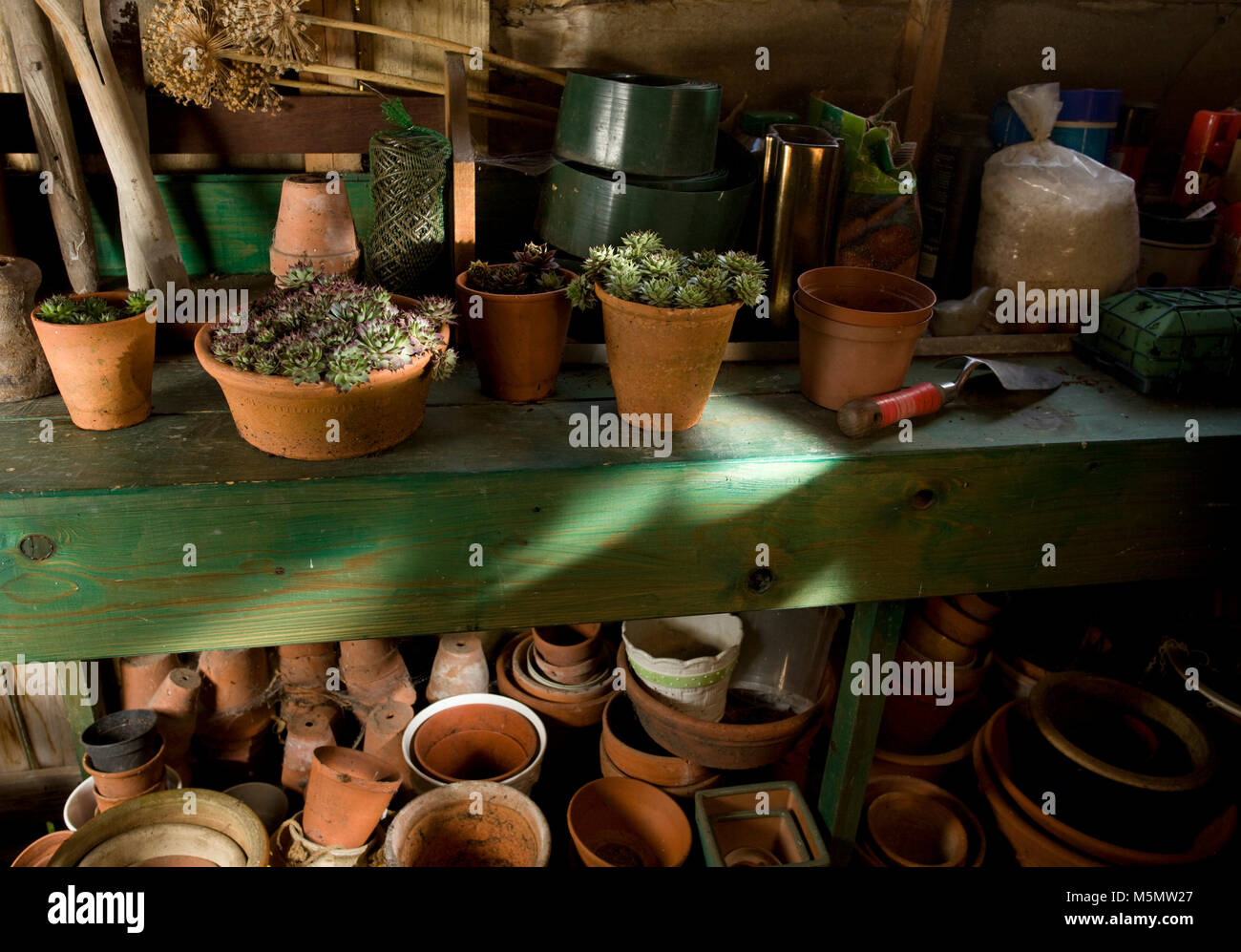 Garden shed interior with plants and plant pots Stock Photo