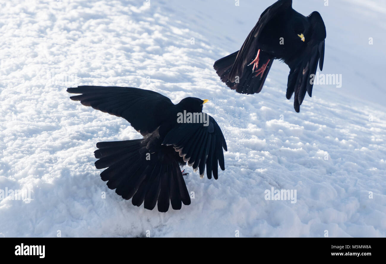 Two alpine choughs (Pyrrhocorax graculus) fighting for food in the snow during winter in Switzerland. Stock Photo