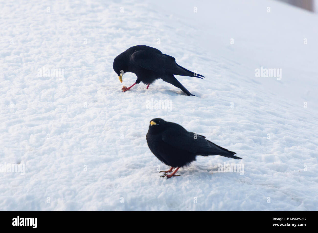 An alpine chough (Pyrrhocorax graculus) is sitting in the snow during winter in Switzerland. Stock Photo