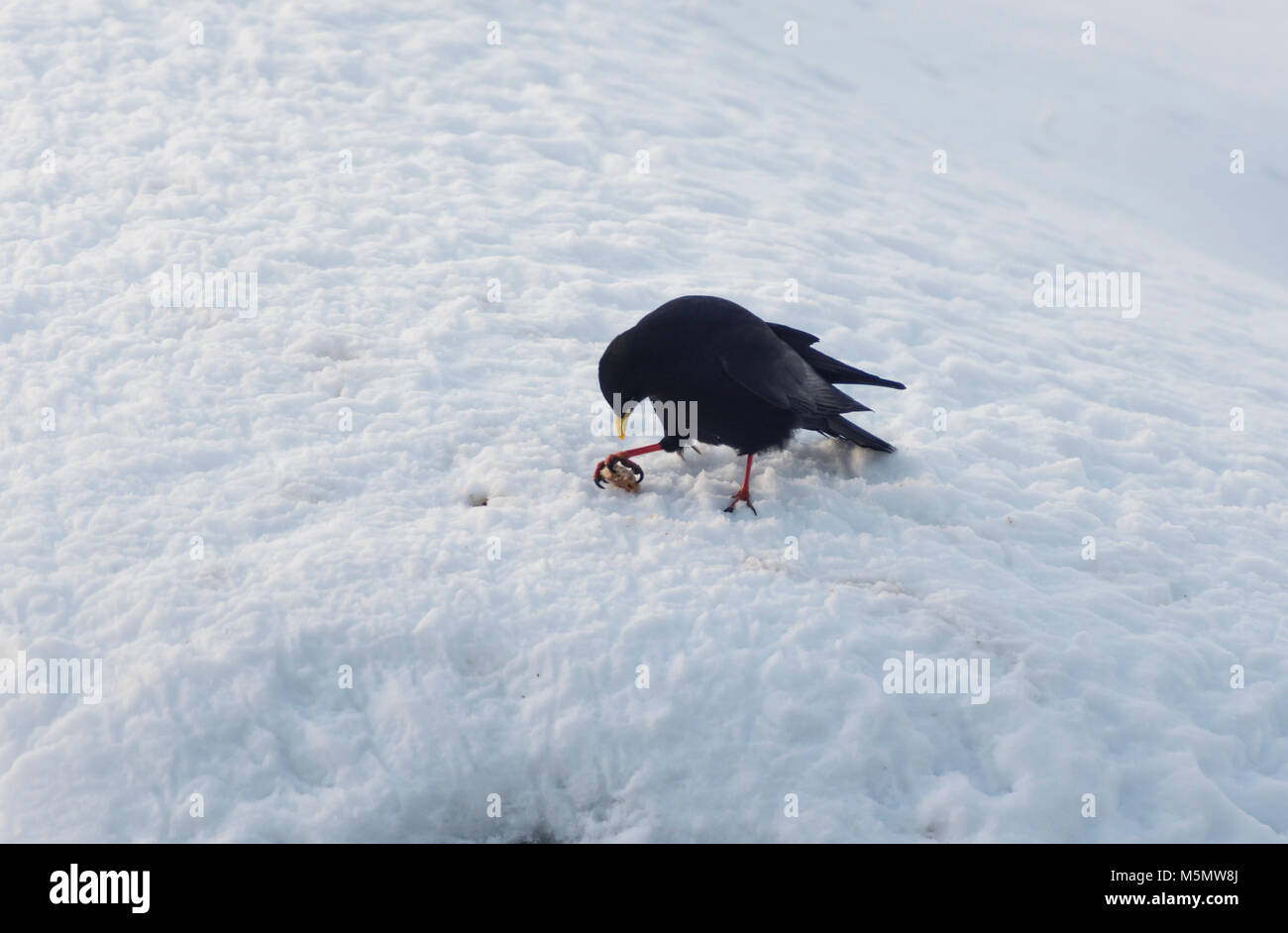 An alpine chough (Pyrrhocorax graculus) is sitting in the snow during winter in Switzerland. Stock Photo