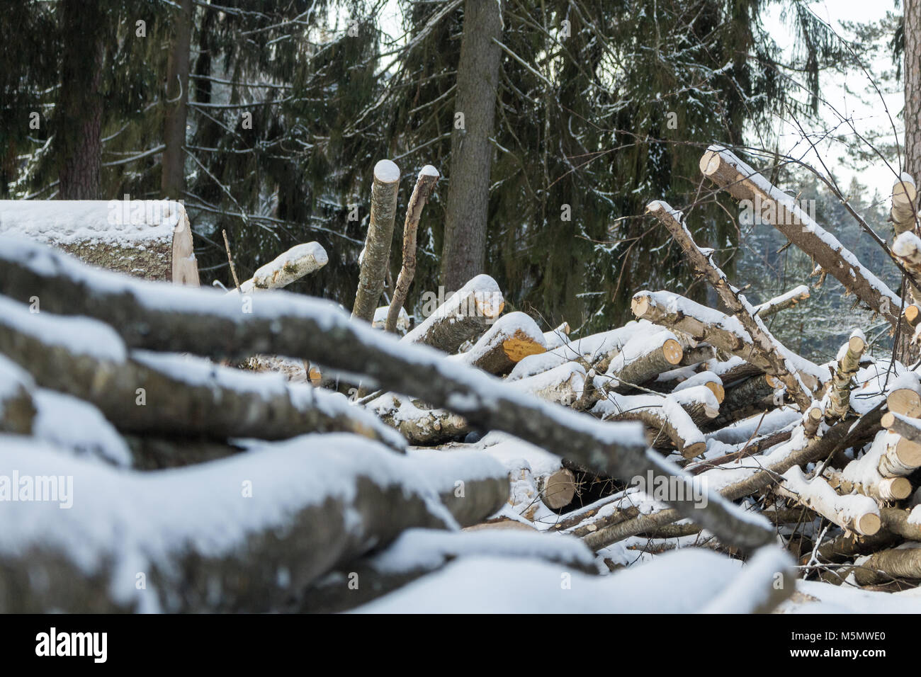 A path through the forest covered with snow Stock Photo - Alamy
