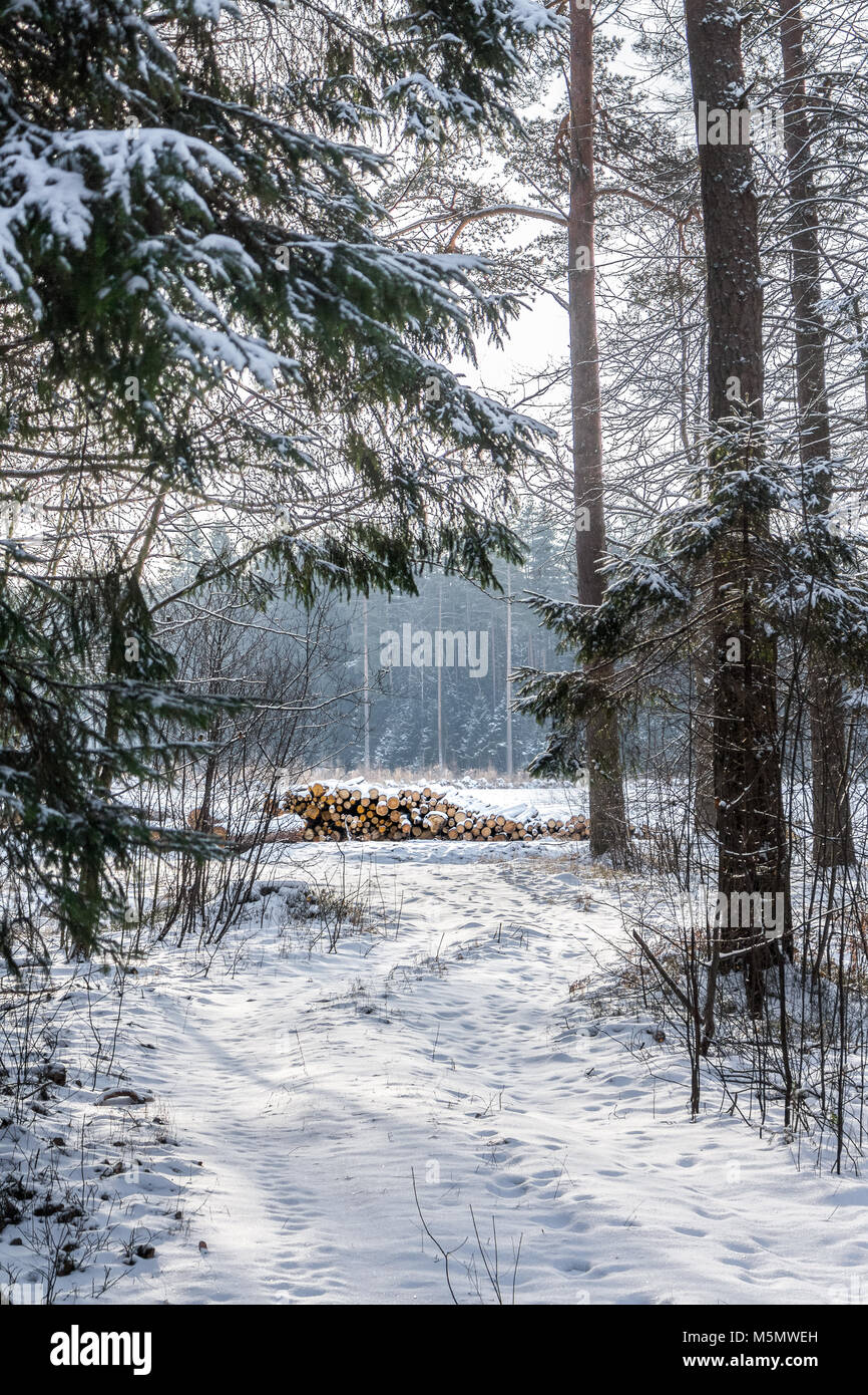 A path through the forest covered with snow Stock Photo - Alamy