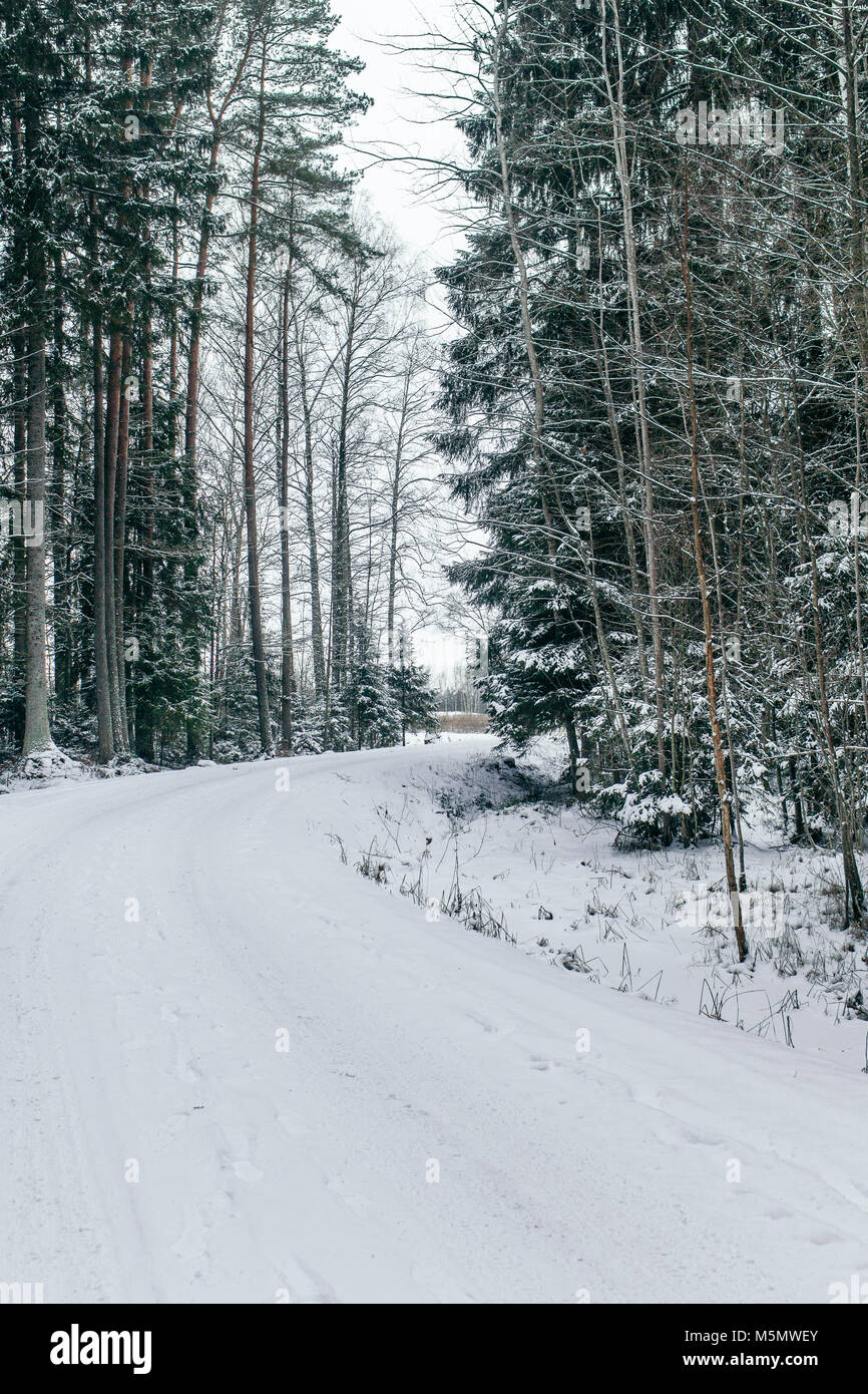 A path through the forest covered with snow Stock Photo - Alamy