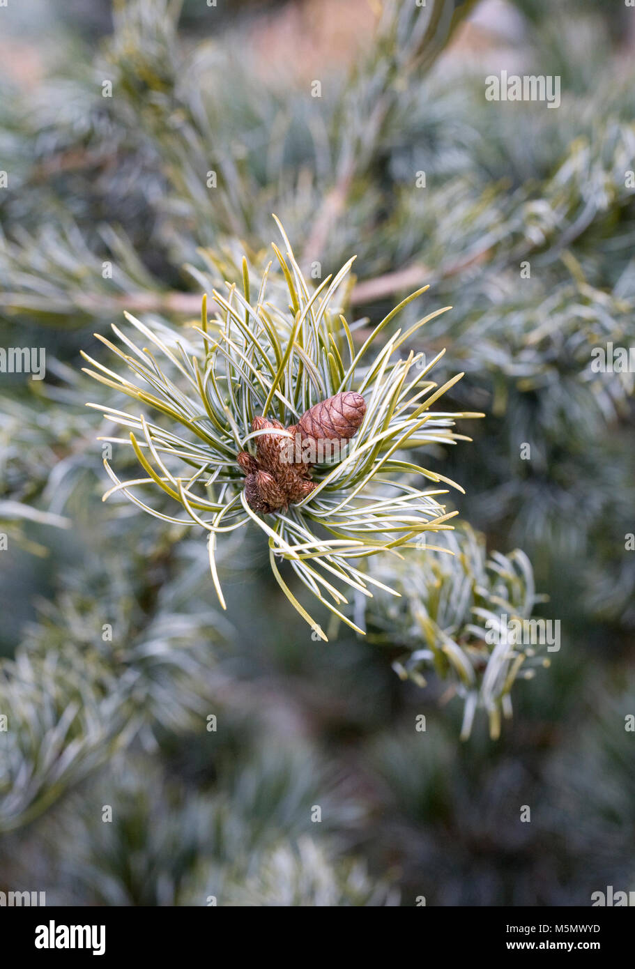 Pinus. Developing pine cones on the tree, Stock Photo