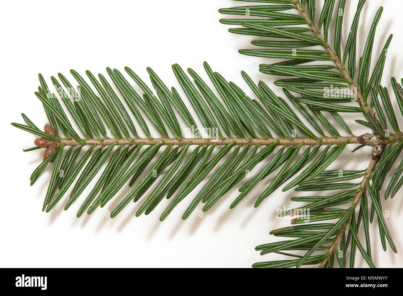 underside of balsam fir (abies balsamea) branch Stock Photo