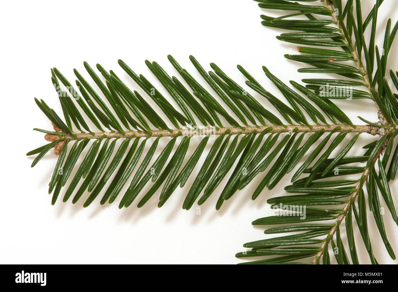 top side of balsam fir (abies balsamea) branch Stock Photo