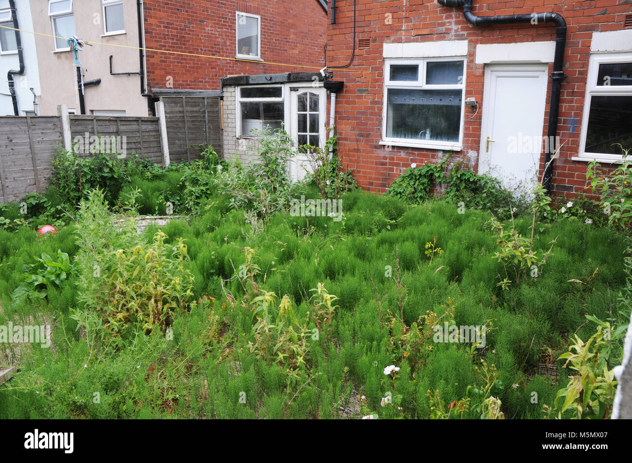 Overgrown and neglected garden. Stock Photo