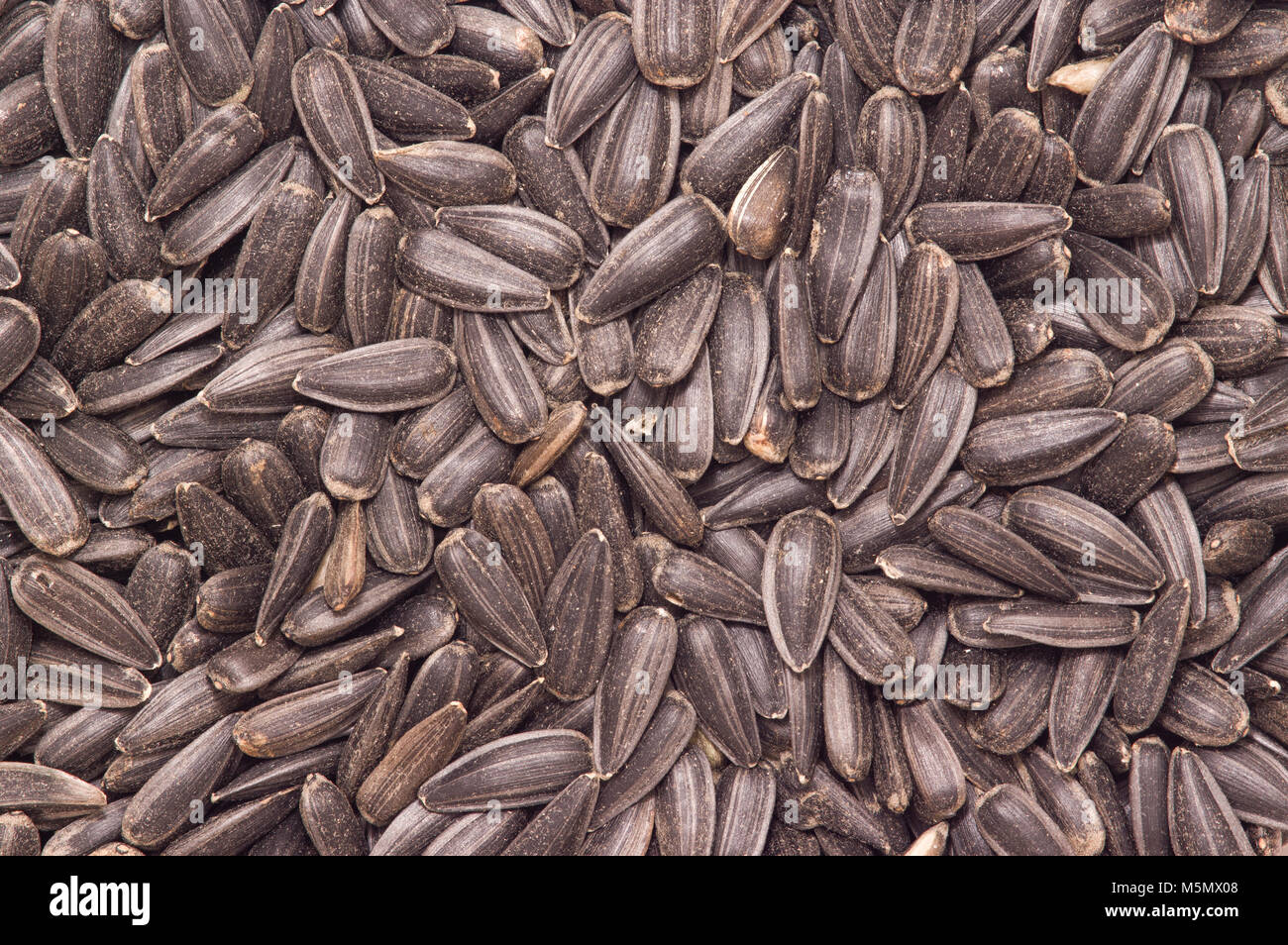 black oil sunflower seeds Stock Photo