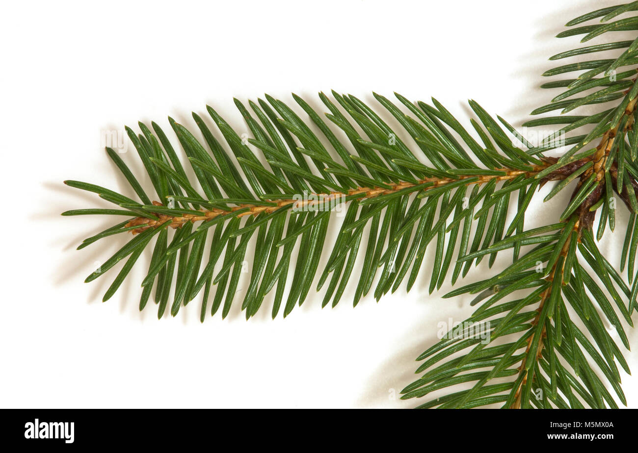 top side of white spruce (Picea glauca) branch Stock Photo