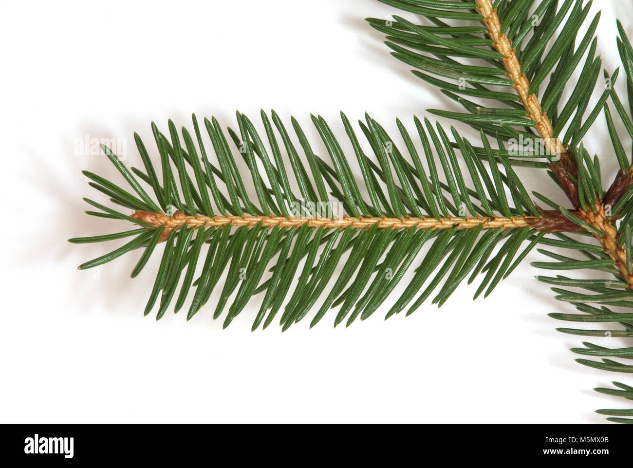 underside of white spruce (Picea glauca) branch Stock Photo