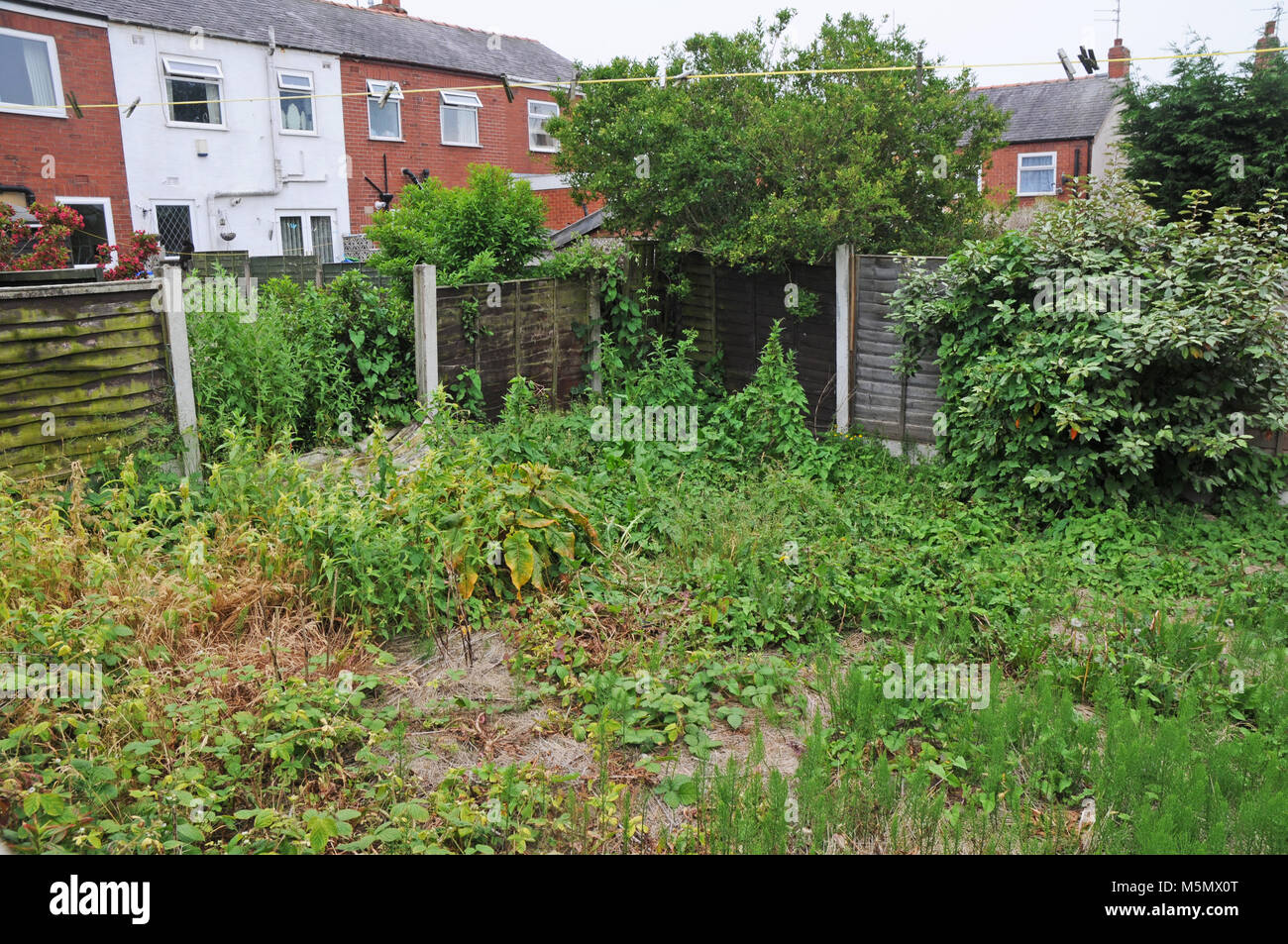 Overgrown and neglected garden Stock Photo Alamy
