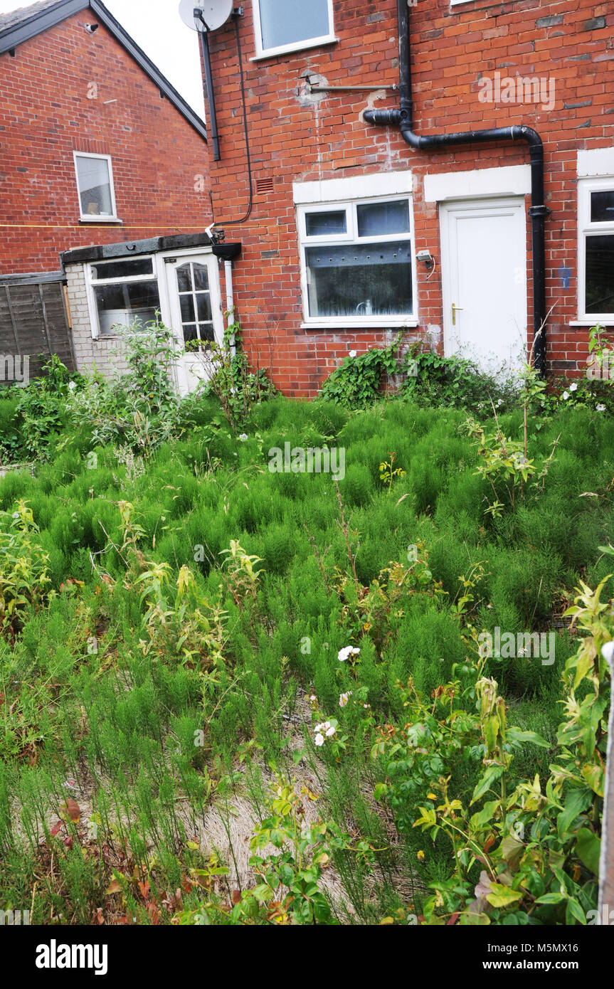 Overgrown and neglected garden. Stock Photo