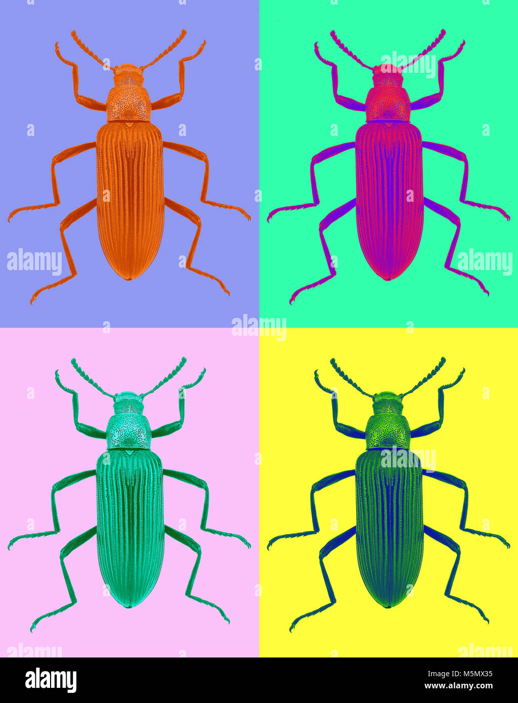 Darkling beetle (Strongylium cupripenne) in pop art style Stock Photo