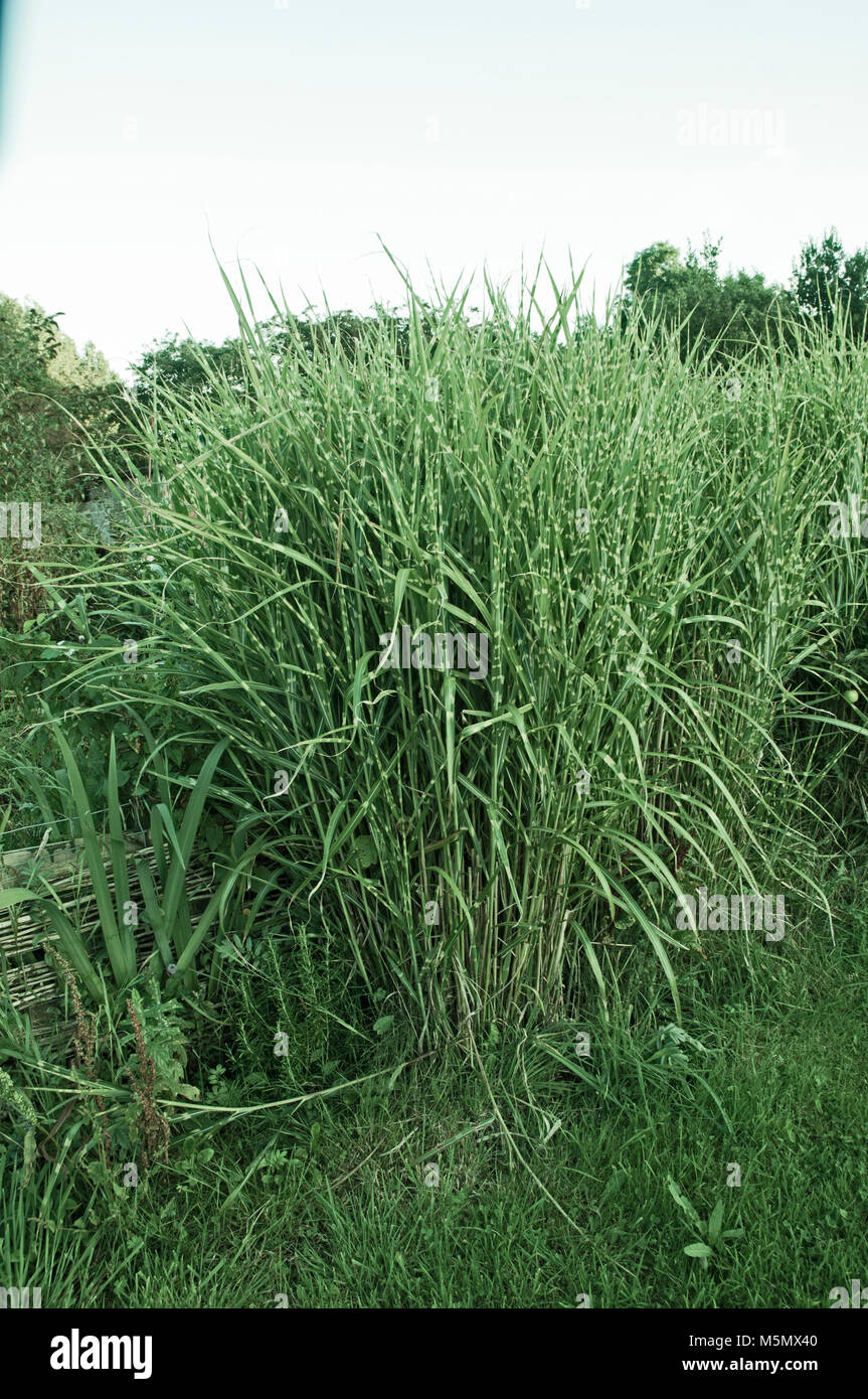 Large clump of Miscanthus sinensis 'Zebrinus'   Zebra Grass. Stock Photo