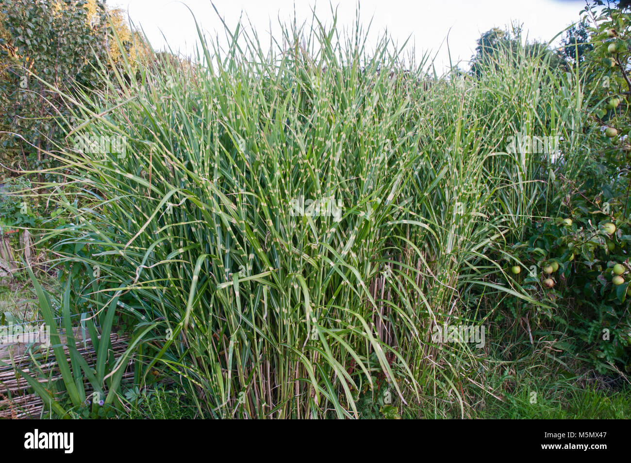 Large clump of Ornamental Miscanthus sinensis 'Zebrinus'   Zebra Grass. Stock Photo