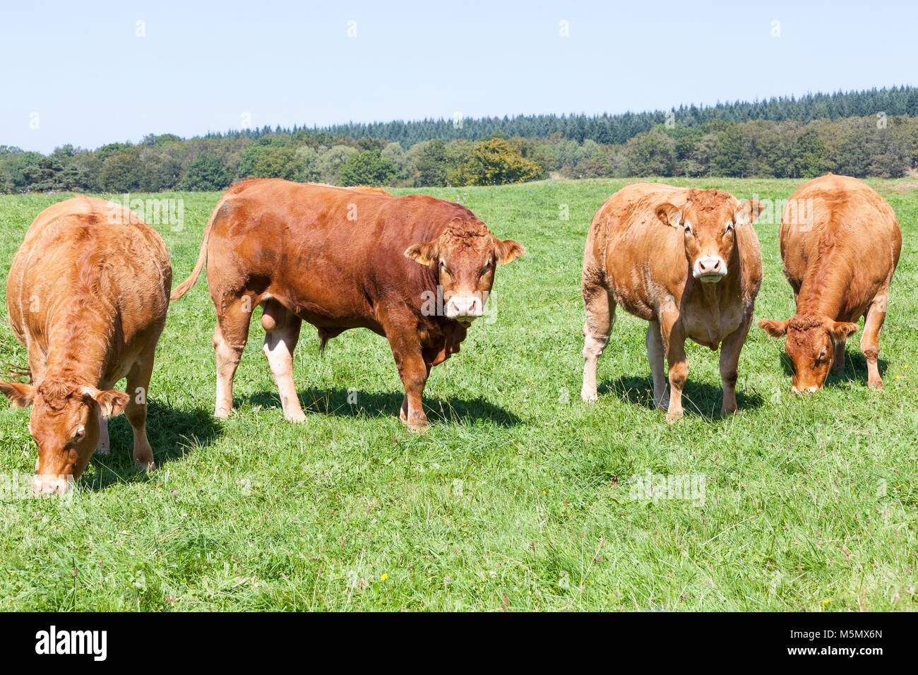 Limousin beef bull and cows, cattle, herd, grazing in a green grassy ...