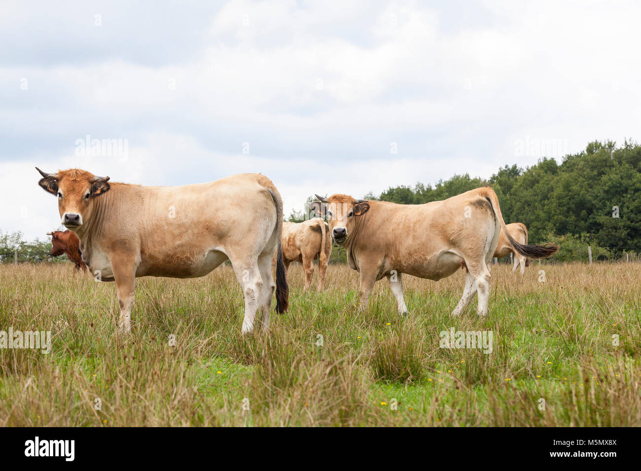 Two French Partenais or Parthenaise beef cows grazing  in a pasture with the rest of the herd, These cattle are bred as sucklers and for their meat Stock Photo