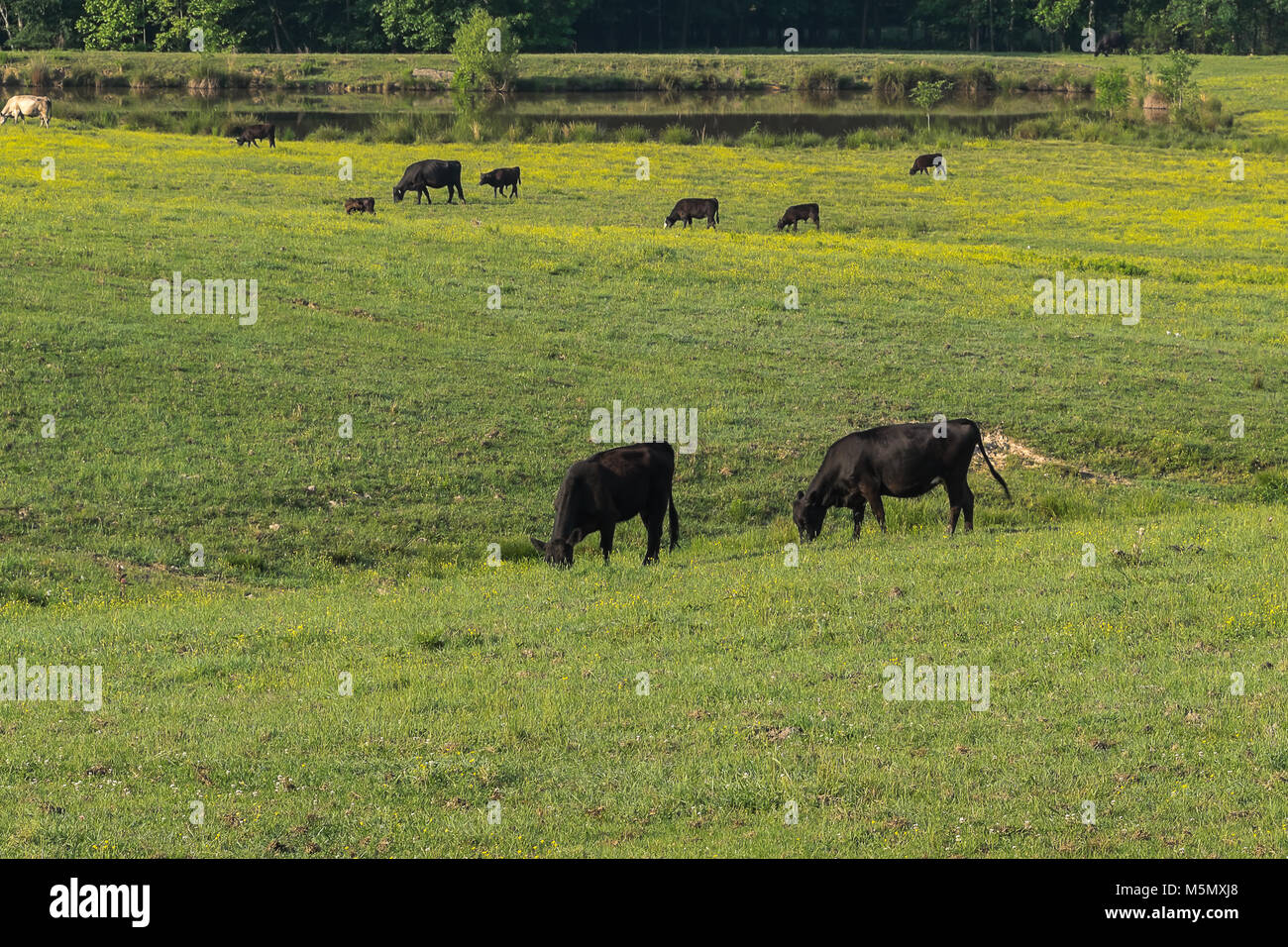 A north Mississippi pasture with grazing cattle. Stock Photo