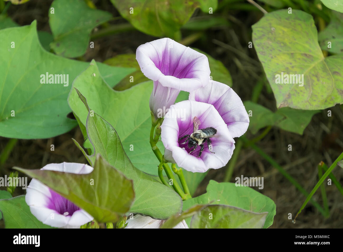 Sweet Potato Flowers in mid July. A bumblebee is busy pollinating the purplish-white flowers. Stock Photo