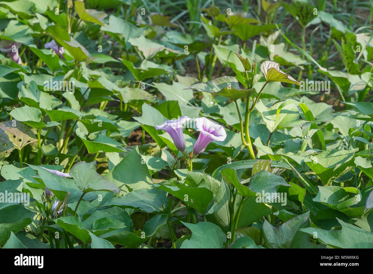 July sweet potato vines blooming in Calhoun County Mississippi. Stock Photo