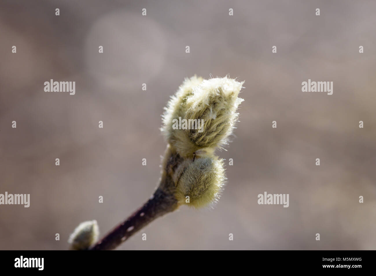 Fuzzy bud hires stock photography and images Alamy