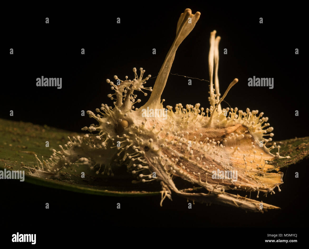 A moth that has been taken over and killed by a parasitic cordyceps fungus. Stock Photo