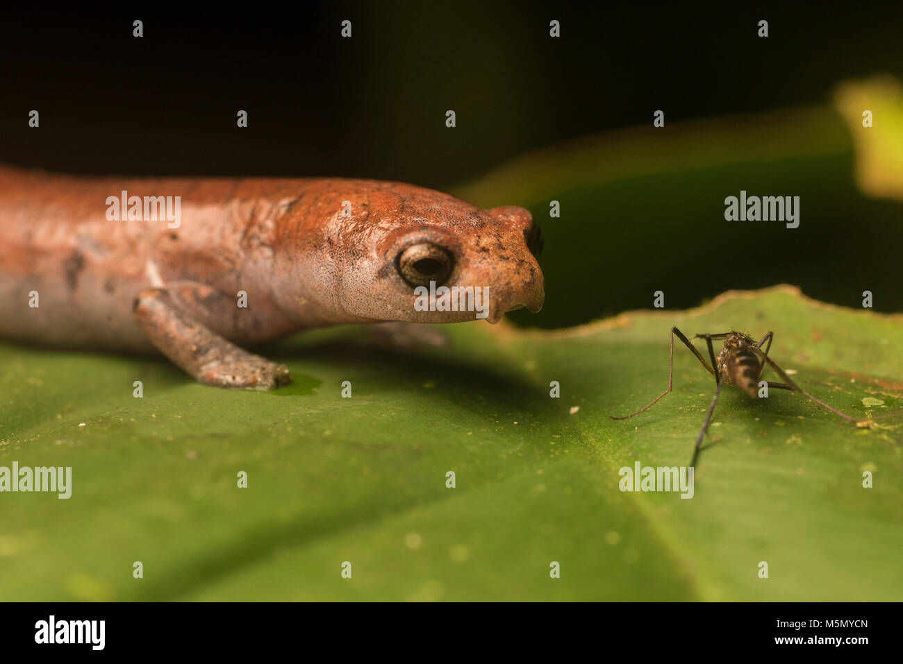 A nauta salamander (Bolitoglossa altamazonica) eyes a mosquito that has approached too closely.  A few seconds later the mosquito was eaten. Stock Photo