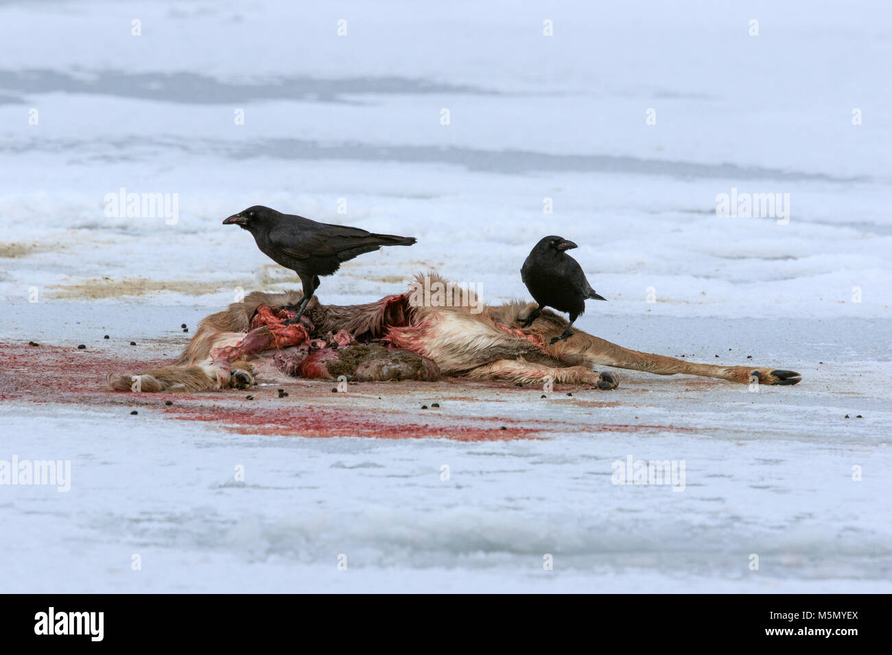 American crows (Corvus brachyrhynchos) picking at a  white-tailed deer (Odocoileus virginianus)  carcass for food. Stock Photo