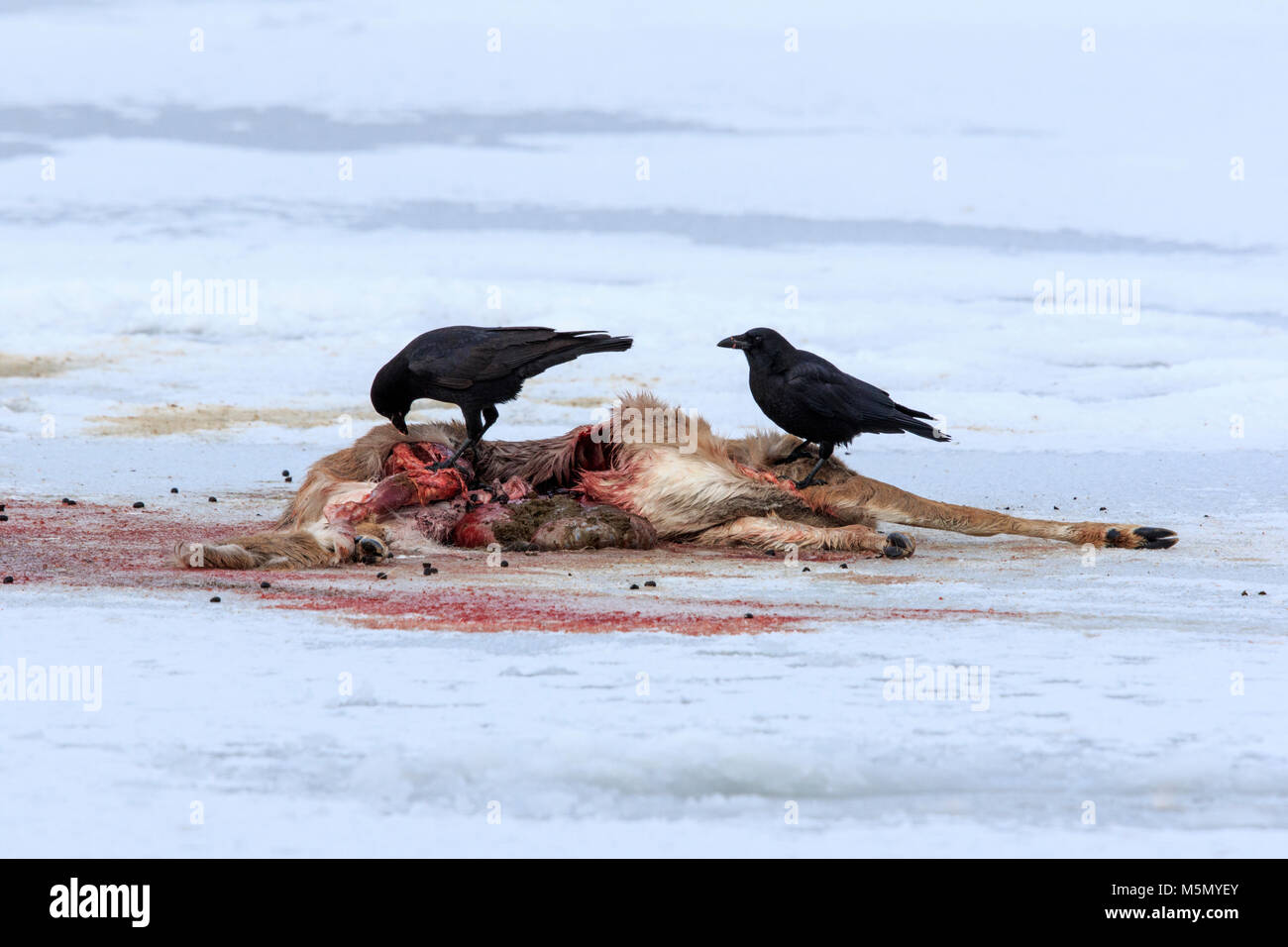 American crows (Corvus brachyrhynchos) picking at a  white-tailed deer (Odocoileus virginianus)  carcass for food. Stock Photo